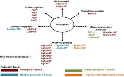 Ironing out the Details: Exploring the Role of Iron and Heme in Blood-Sucking Arthropods